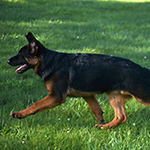 red and black german shepherd puppies for sale near me